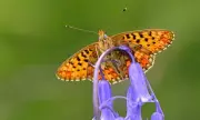 UK Butterfly Crisis: 33 Native Species in 'Urgent Battle' for Survival