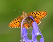 UK Butterfly Populations Show Dramatic Shifts: 70% Decline in Pearl-Bordered Fritillaries