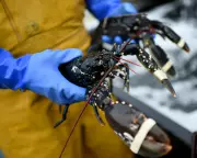 UK-EU Agriculture Deal to Ease Brexit Trade Barriers for Scottish Shellfish