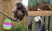UK Zoo's Easter Enrichment: Anteaters, Monkeys, and Mongooses Feast on Festive Snacks