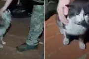 Ukrainian Troops Execute Daring 7.5-Mile Drone Rescue of Cat and Dog from Front Line