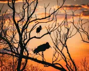 UNESCO Sites Defy Global Wildlife Decline, But Face Severe Climate Threats