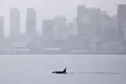 Unprecedented Orca Pod Thrills Seattle Whale Watchers with Downtown Visits