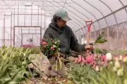 Unpredictable Weather Swings Disrupt Flower Farms Before Mother's Day