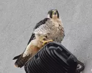 Urban Peregrines Show Dietary Versatility in Stevenage