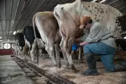 US Raw Milk Push Grows Despite Outbreaks and Health Warnings