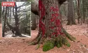 Vandals Deface 350-Year-Old Tree in Maine Park, Sparking Outrage