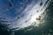 Venomous Jellyfish Swarm Phuket Beach, Tourists Urged to Exercise Caution
