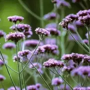 Verbena: The Ultimate Summer Magnet for Bees and Butterflies