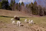 Vermont farmer stunned as ewe gives birth to rare sextuplets
