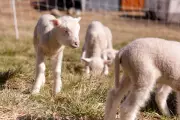 Vermont Sheep's Surprise Sextuplets Astonish Farmers