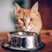 Vet Explains Why Cats Avoid Water Bowls and Prefer Drinking Outside