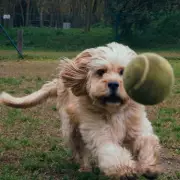 Vet Names 5 Dog Toys to Avoid Including Tennis Balls