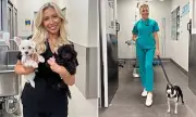Vet Nurse Reveals Top and Worst Dog Breeds for Pet Owners