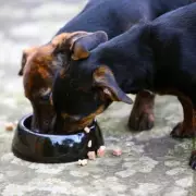 Vet Settles Debate on How Often You Should Feed Your Dog Daily