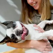 Vet Warns Against Three Popular Dog Breeds Due to Severe Breathing Issues