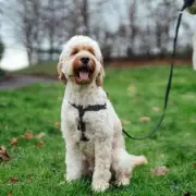 Vets Issue Spring Warning to Dog Owners Over Heightened Escape Risks