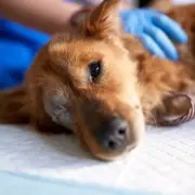 Vet's 'Unpopular Opinion' on Pet Euthanasia Sparks Emotional Debate Among Dog Owners