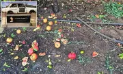 Vineyard Forced to End Pick-Your-Own After Visitors Destroy Hundreds of Kilograms of Fruit