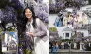 West London's Wisteria Craze: Influencers Descend on Million-Pound Homes