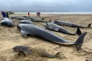 Whale Feeding Ground Changes May Raise Mass Stranding Risk, Study Finds