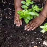 White Vinegar: The 39p Garden Hero That Kills Weeds and Deters Pests