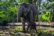 Wild Elephant Tramples 69-Year-Old Man to Death at Malaysian Palm Oil Plantation