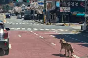Wolf Escape in Daejeon Sparks Major Search, Forces School Closure
