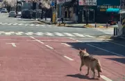 Wolf Escapes Zoo in South Korea, Hundreds Join Search Operation
