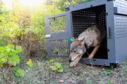 Wolves Thrive on Remote US Island, But Moose Population Plummets 75%