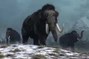 Woolly Mammoth Extinction Still Shapes Ecosystems 50,000 Years On