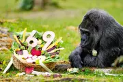 World's Oldest Captive Gorilla Fatou Celebrates 69th Birthday at Berlin Zoo