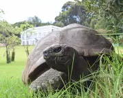 World's Oldest Tortoise Jonathan Targeted by Crypto Death Scam on X