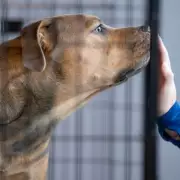 ‘World’s unluckiest’ dog T-Rex repeatedly returned to shelter