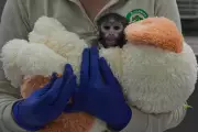 Yuji the Patas Monkey Finds Solace in Stuffed Toy After Maternal Rejection