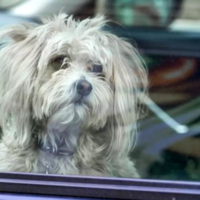1 in 6 Dog Owners Admit Leaving Pets in Hot Cars, Brits Call for Fines