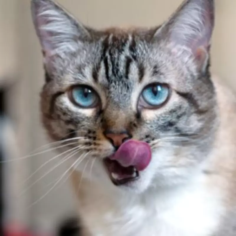 10 Signs Your Cat Really Loves You, According to Experts
