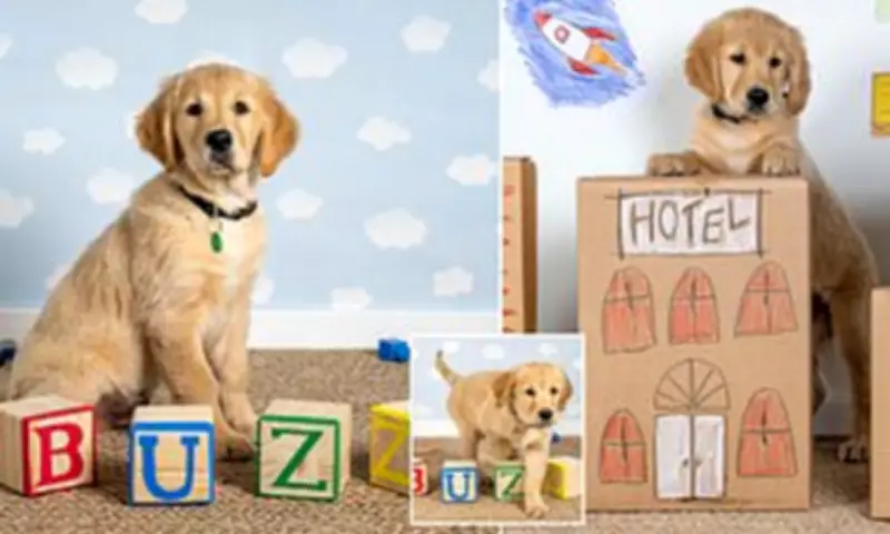 12-Week-Old Guide Dog Puppy Buzz Begins Training Journey