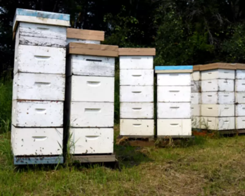 150K Worth of Beehives Stolen from Rural NSW Property in Targeted Theft