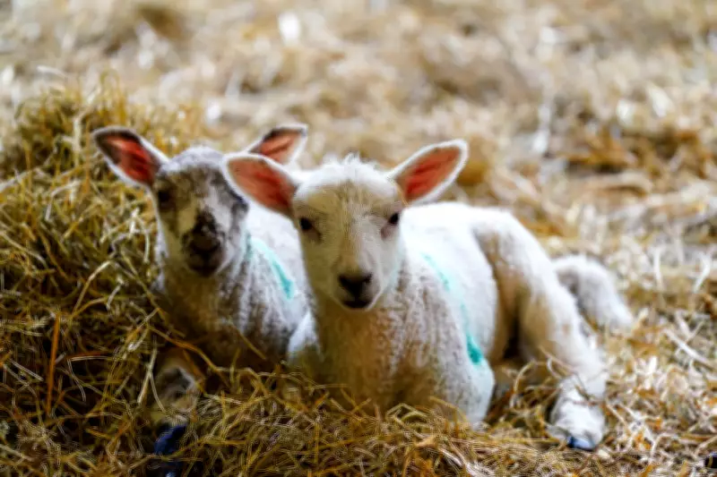 16 ill in cryptosporidium outbreak linked to Edinburgh petting farm