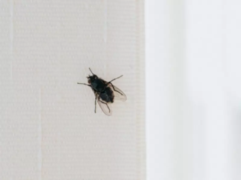 2-Ingredient Natural Remedy Keeps Flies Out of Your Home for Under £1