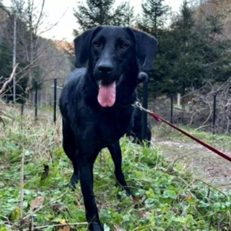 3-Legged Dog Laika Overlooked for Adoption Due to Appearance
