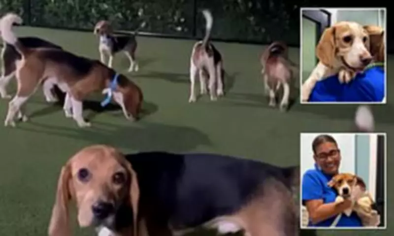 300 Beagles Rescued from Wisconsin Lab Headed for Adoption in Florida