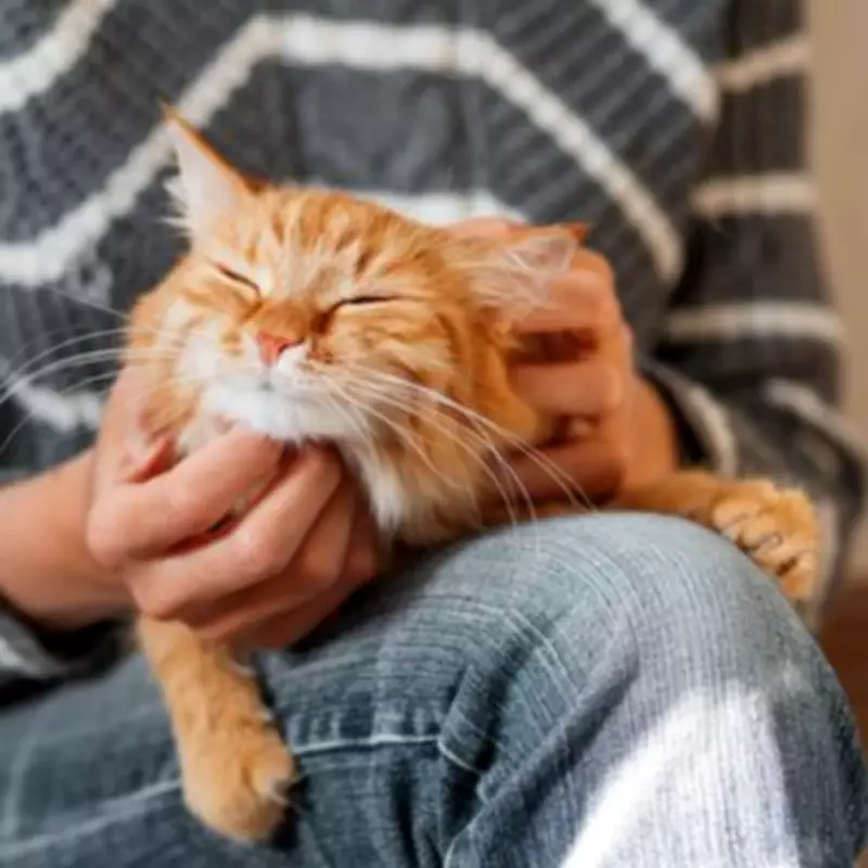 4 Signs Your Cat Loves You, According to a TikTok Expert