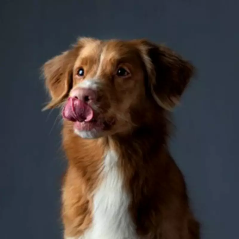 6 Subtle Signs Your Dog May Be Distressed: Whale Eye, Shaking, and More