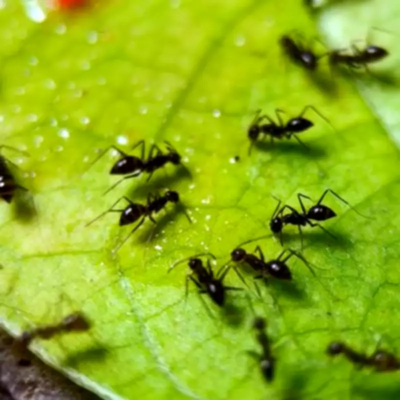 66p Spice Repels Garden Ants Naturally, Expert Claims