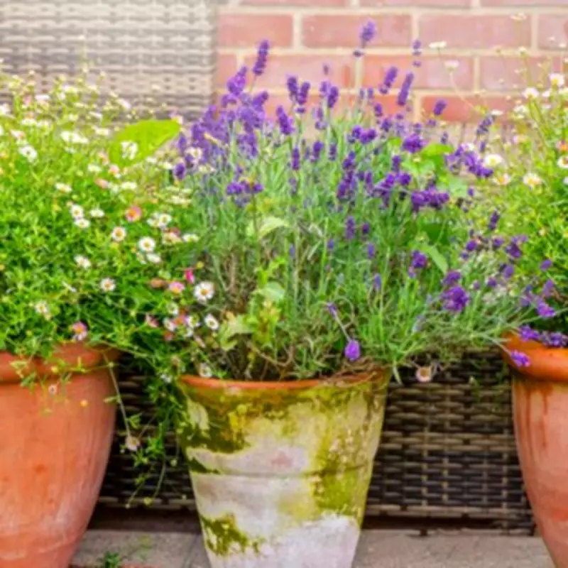 7 Low-Maintenance Plants That Thrive on Neglect for Busy Gardeners