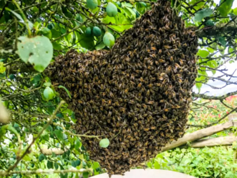 A Lucky Swarm of Honey Bees Finds a New Home in Kent