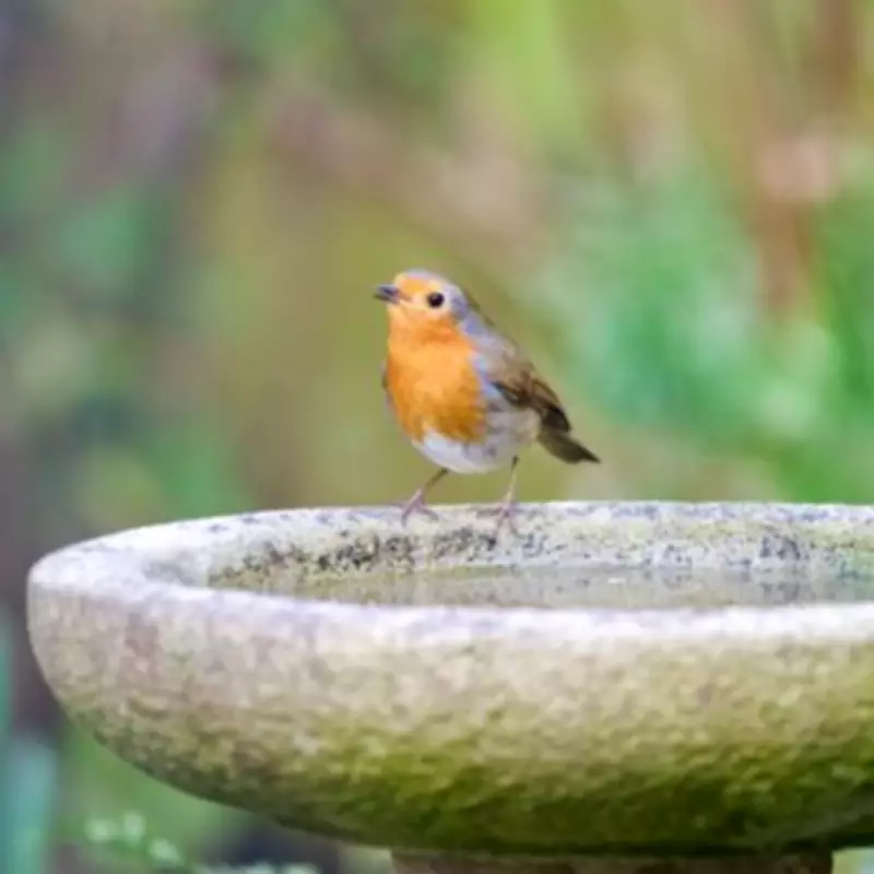 Add One Simple Item to Your Birdbath This Spring to Attract Robins