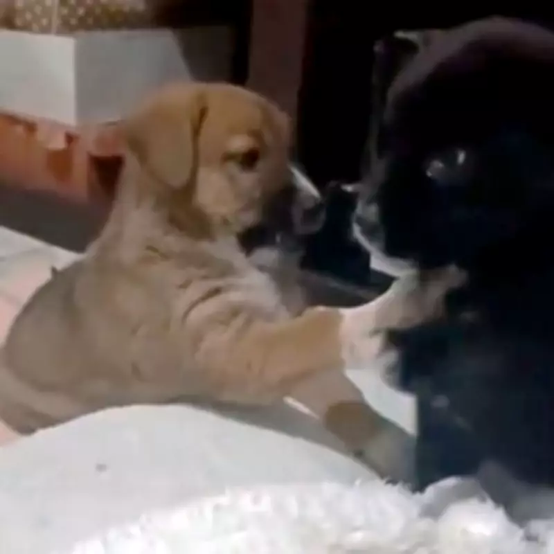 Adorable Puppy Thrown in Rubbish Dump Desperate for New UK Home